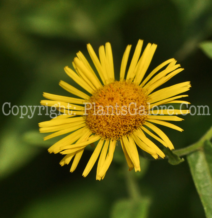 PGC-P-Pulicaria-dysenterica-aka-Fleabane-8