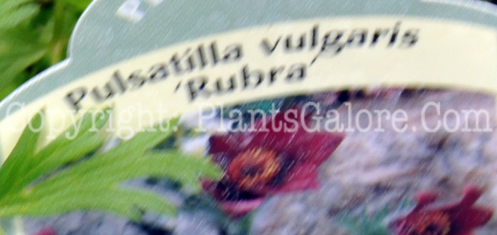 PGC-P-Pulsatilla-vulgaris-Rubra-aka-Pasque-Flower-12