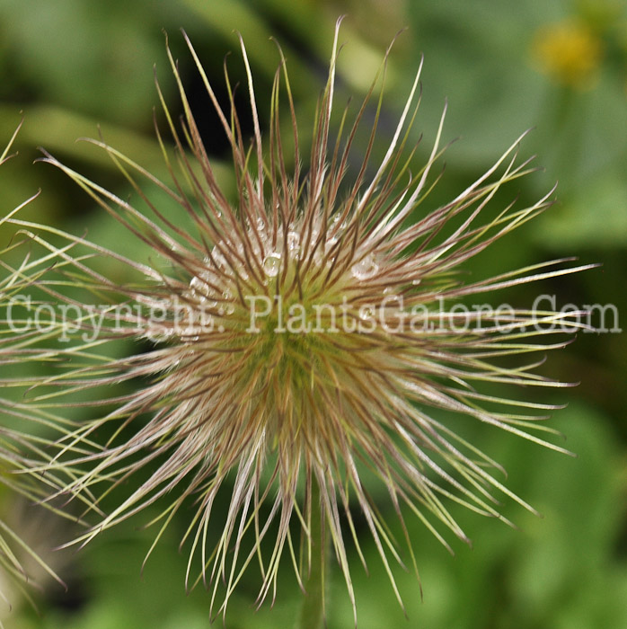 PGC-P-Pulsatilla-vulgaris-aka-Pasque-Flower-15