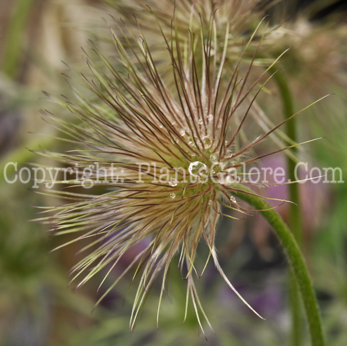 PGC-P-Pulsatilla-vulgaris-aka-Pasque-Flower-17