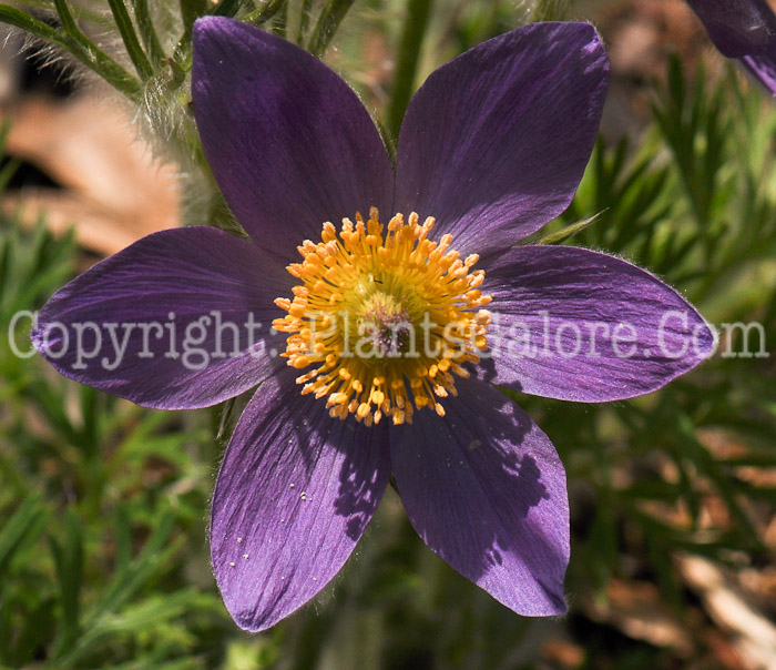 PGC-P-Pulsatilla-vulgaris-aka-Pasque-Flower-3