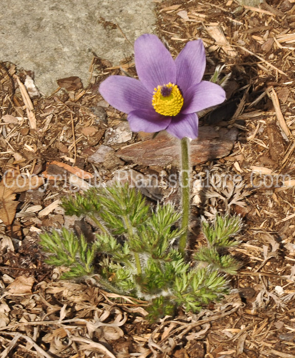 PGC-P-Pulsatilla-vulgaris-aka-Pasque-Flower-5