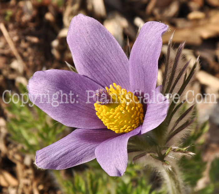 PGC-P-Pulsatilla-vulgaris-aka-Pasque-Flower-6