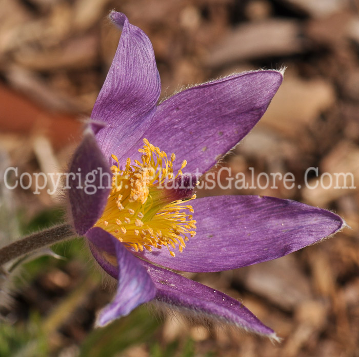 PGC-P-Pulsatilla-vulgaris-aka-Pasque-Flower-7