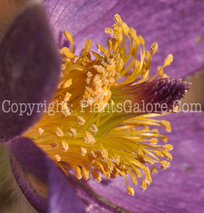 PGC-P-Pulsatilla-vulgaris-aka-Pasque-Flower-9