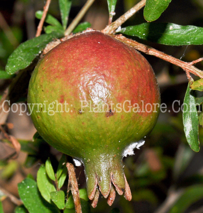 PGC-T-Punica-granatum-aka-Pomegranite-14-1