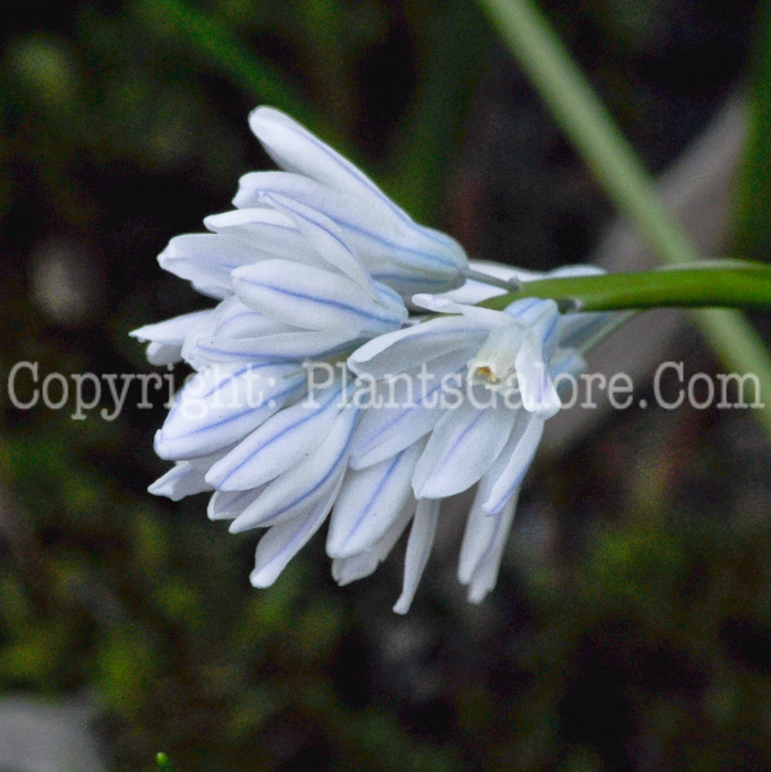 PGC-B-Puschkinia-scilloides-aka-Striped-Squill-1