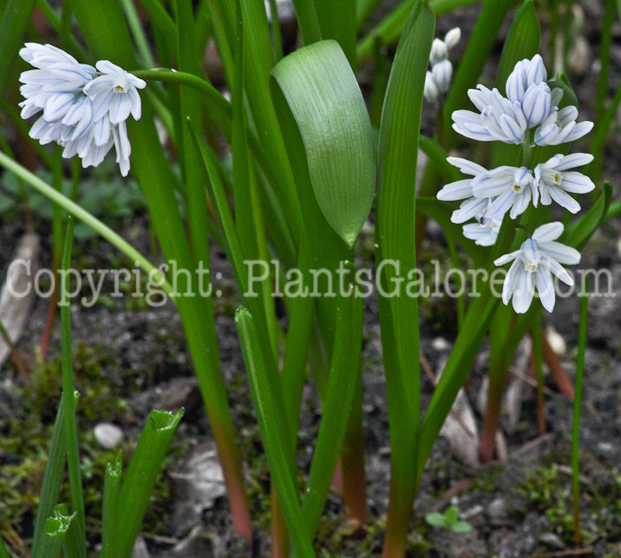 PGC-B-Puschkinia-scilloides-aka-Striped-Squill-2