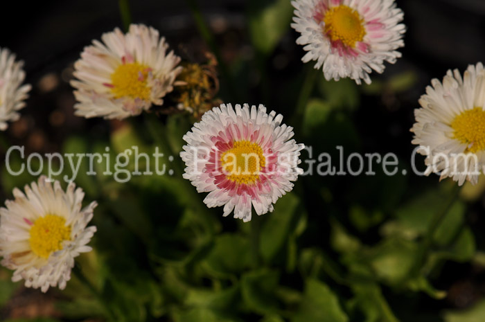 PGC-P-Pyrethrum-Double-English-02