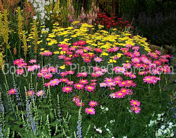 PGC-P-Pyrethrum-aka-Painted-Daisy-4