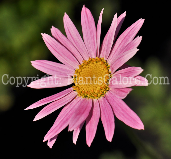 PGC-P-Pyrethrum-aka-Painted-Daisy-6