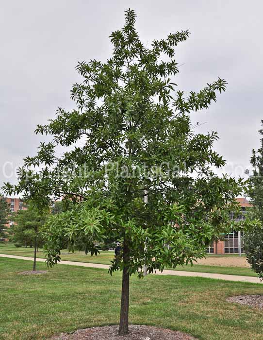 PGC-T-Quercus-acutissima-aka-Oak-813-1