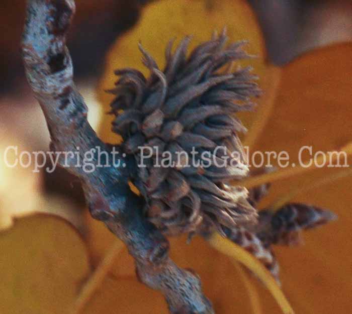 PGC-T-Quercus-acutissima-aka-Sawtooth-Oak-10