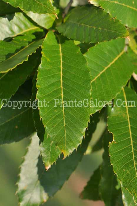 PGC-T-Quercus-acutissima-aka-Sawtooth-Oak-2