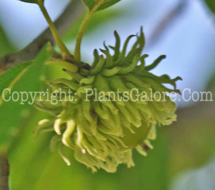 PGC-T-Quercus-acutissima-aka-Sawtooth-Oak-5