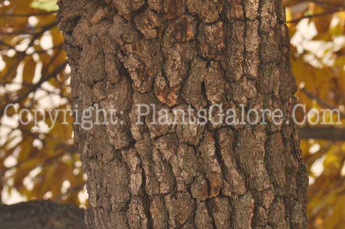PGC-T-Quercus-acutissima-aka-Sawtooth-Oak-6