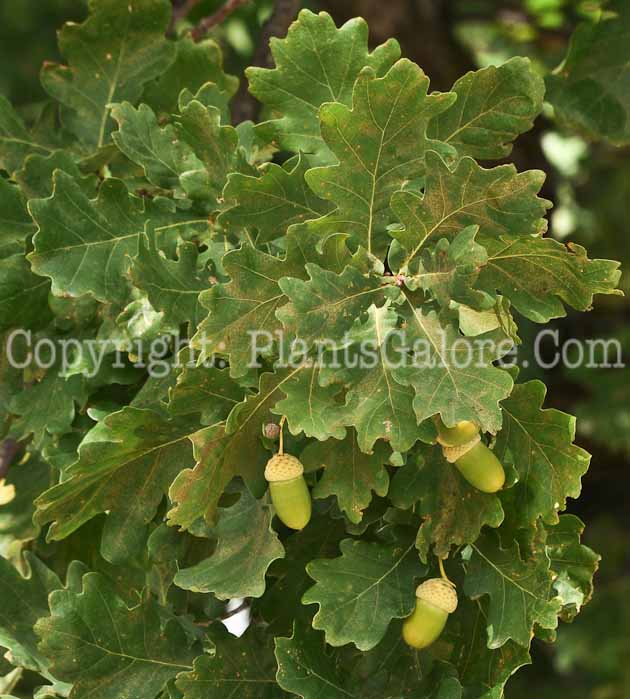 PGC-T-Quercus-alba-aka-White-Oak-13