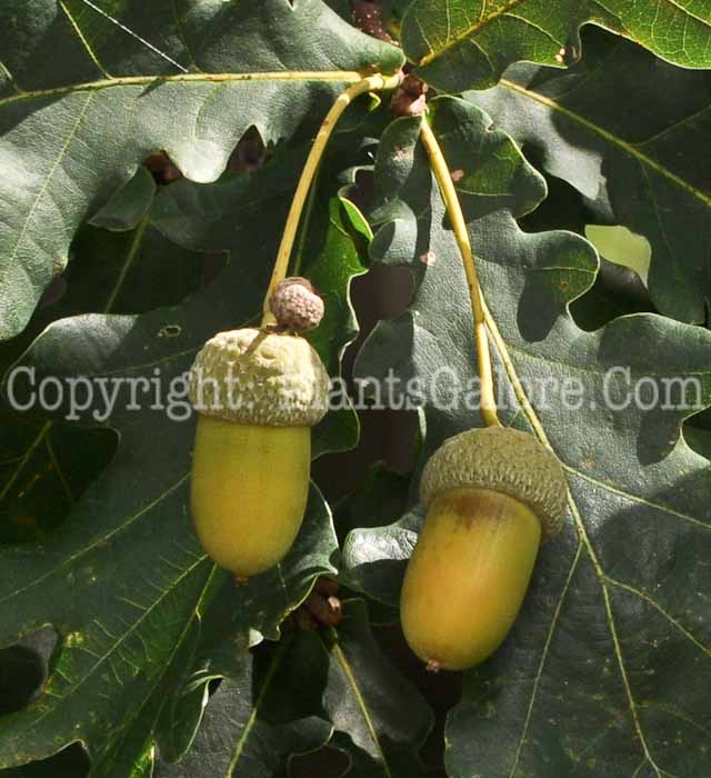 PGC-T-Quercus-alba-aka-White-Oak-14
