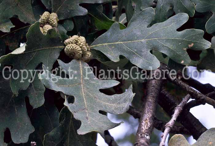 PGC-T-Quercus-alba-aka-White-Oak-8