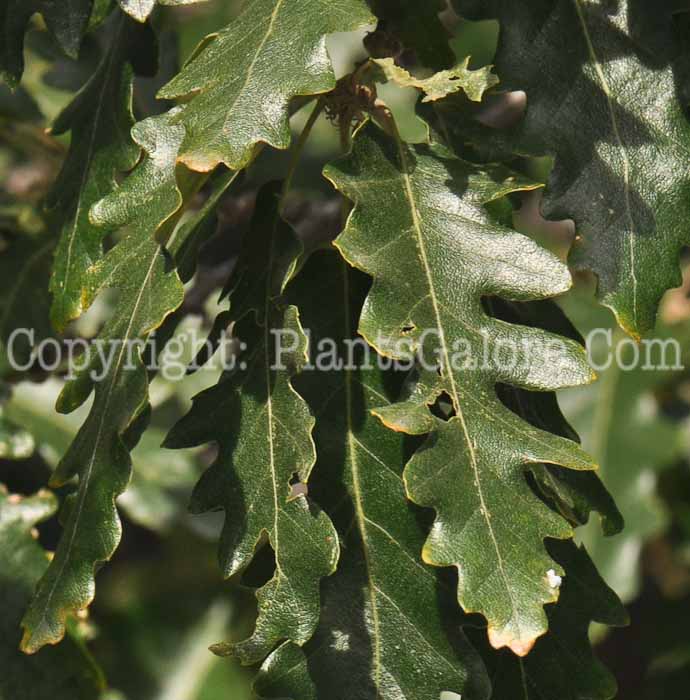 PGC-T-Quercus-cerris-aka-Turkey-Oak-1