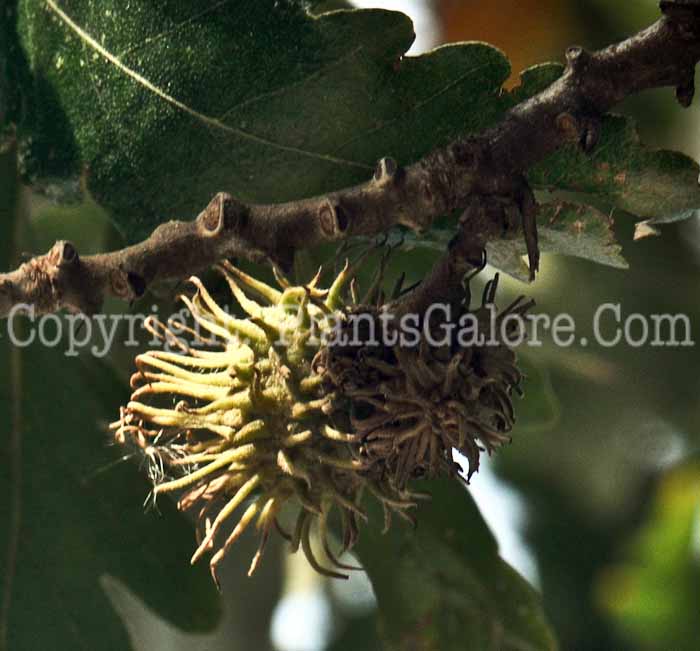 PGC-T-Quercus-cerris-aka-Turkey-Oak-2