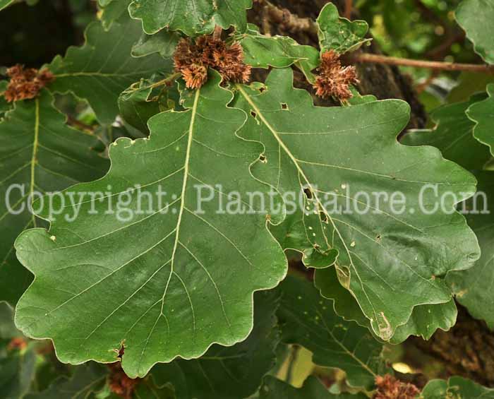 PGC-T-Quercus-dentata-aka-Daimyo-Oak-1