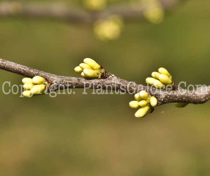 PGC-T-Quercus-imbricaria-aka-Shingle-Oak-20