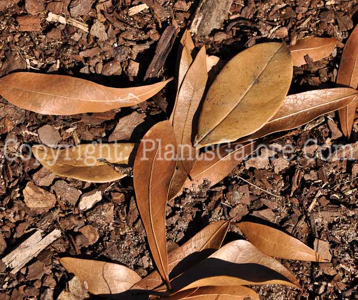 PGC-T-Quercus-lyrata-aka-Overcup-Oak-1