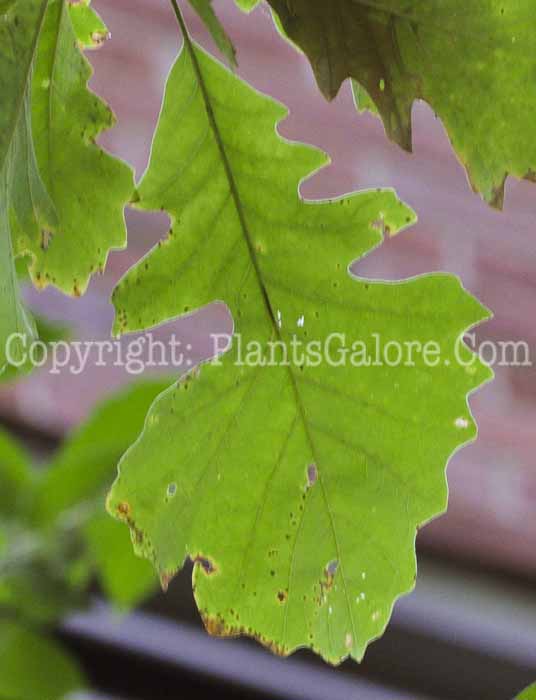 PGC-T-Quercus-macrocarpa-aka-Bur-Oak-21