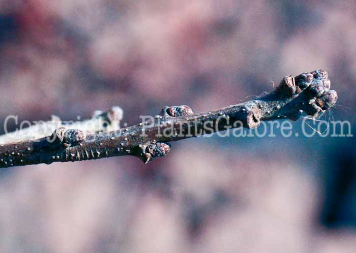 PGC-T-Quercus-macrocarpa-aka-Bur-Oak-6