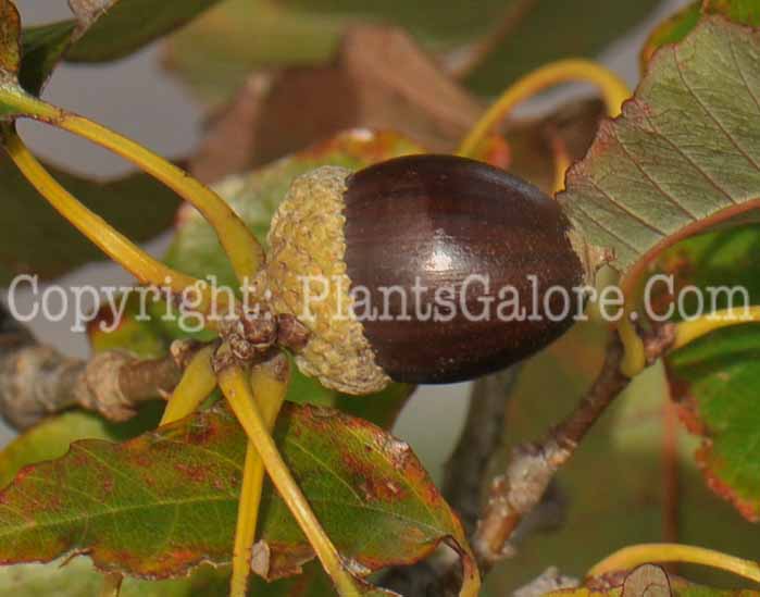 PGC-T-Quercus-muehlenbergii-aka-Chinquapin-Oak-14