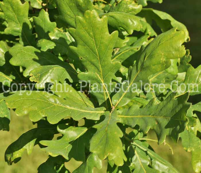 PGC-T-Quercus-robur-aka-English-Oak-1
