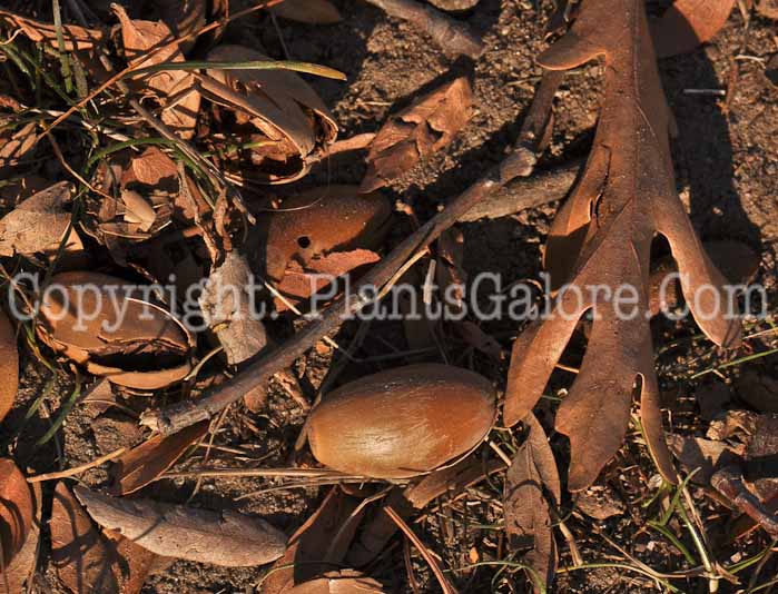 PGC-T-Quercus-robur-aka-English-Oak-7