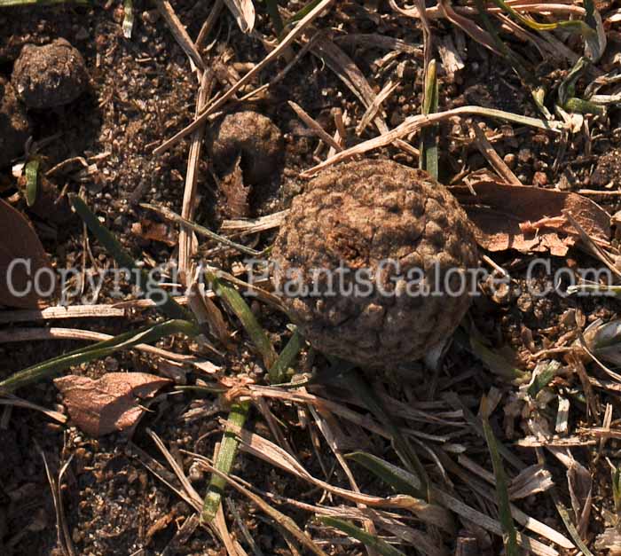 PGC-T-Quercus-robur-aka-English-Oak-8