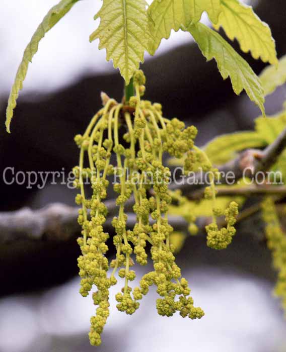 PGC-T-Quercus-rubra-aka-Red-Oak-19