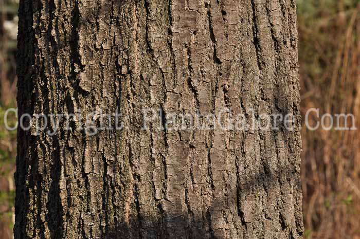 PGC-T-Quercus-shumardii-aka-Shumard-Oak-2