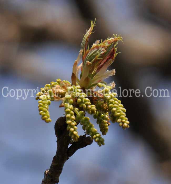 PGC-T-Quercus-shumardii-aka-Shumard-Oak-3