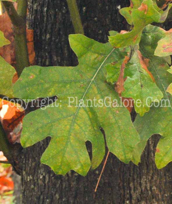 PGC-T-Quercus-velutina-aka-Black-Oak-2