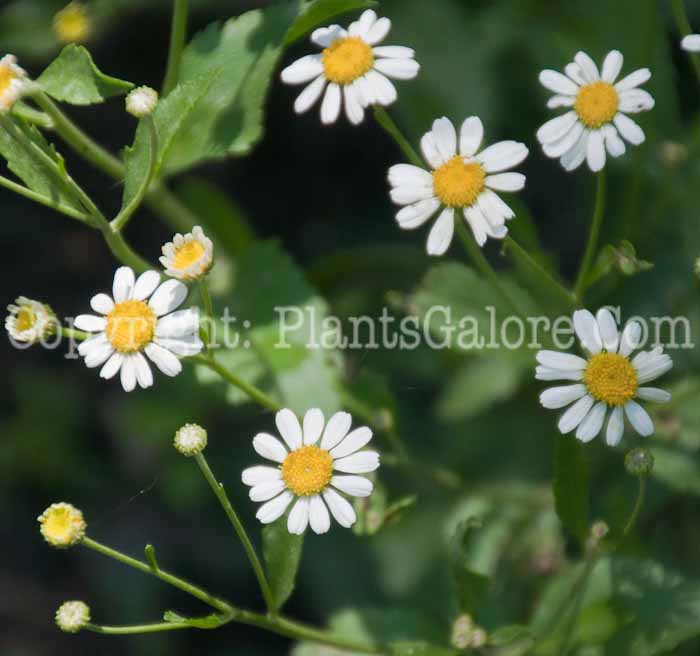 PGC-P-Tanacetum-balsamita-aka-Costmary-0714c-1