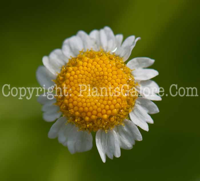 PGC-P-Tanacetum-parthenium-aka-Feverfew-0614a-2