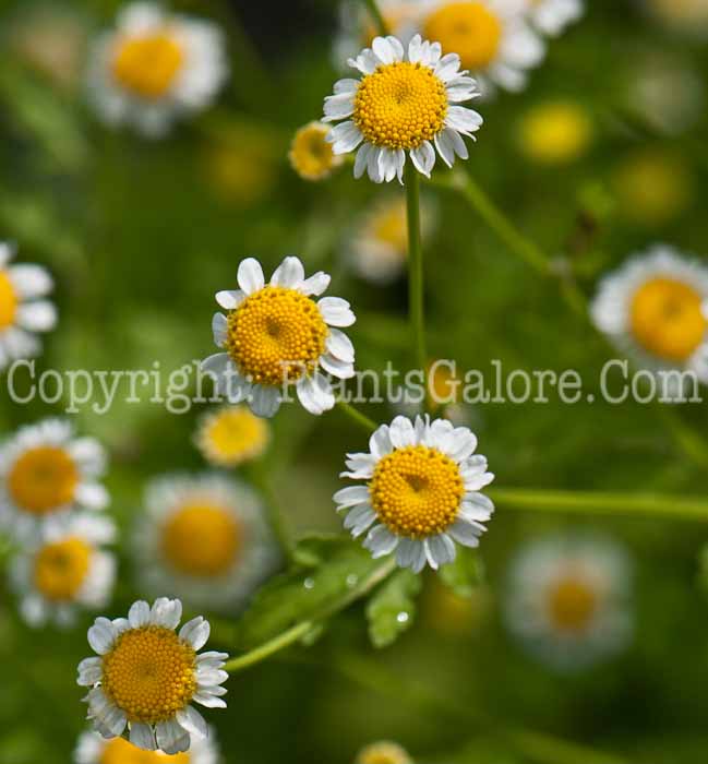 PGC-P-Tanacetum-parthenium-aka-Feverfew-0614a-1