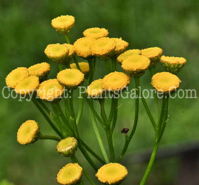 PGC-P-Tanacetum-vulgare-aka-Tansy-1013p-1