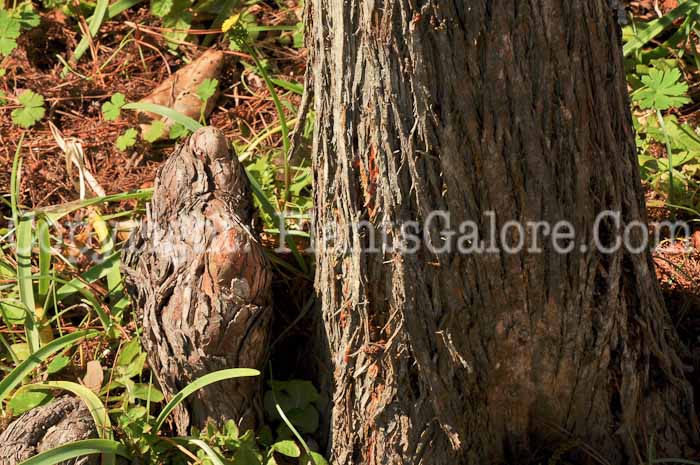 PGC-T-Taxodium-ascendens-aka-Pond Cypress-2