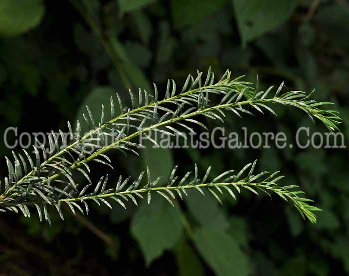 PGC-S-Taxus-brevifolia-aka-Pacific-Yew-1