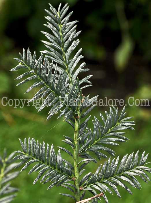 PGC-S-Taxus-brevifolia-aka-Pacific-Yew-2