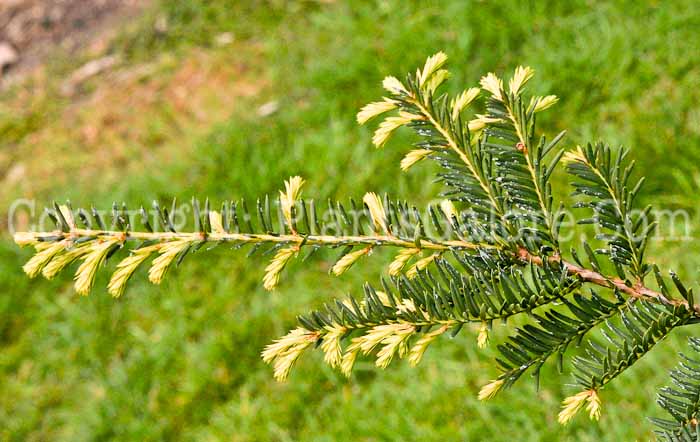 PGC-S-Taxus-cuspidata-aka-Japanese-Yew-2