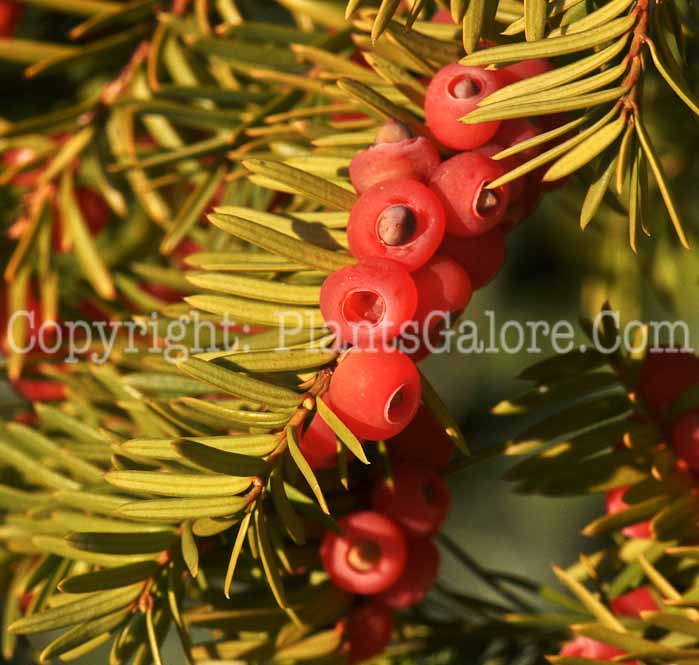 PGC-S-Taxus-cuspidata-aka-Japanese-Yew-3