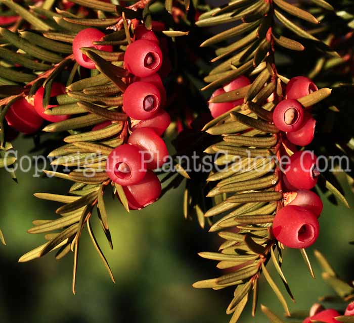 PGC-S-Taxus-cuspidata-aka-Japanese-Yew-4