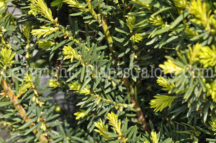 PGC-S-Taxus-hicksi-aka-Hicks-Yew-2