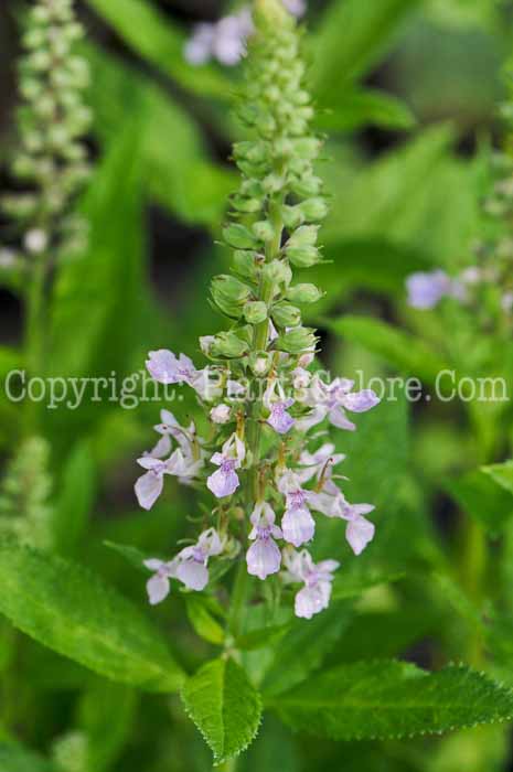 PGC-P-Teucrium-canadense-aka-American-Germander-1